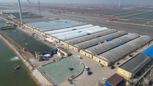 科技賦能，綠色轉型 東營市河口區以工廠化養殖與礦山技術走出鄉村振興新步伐